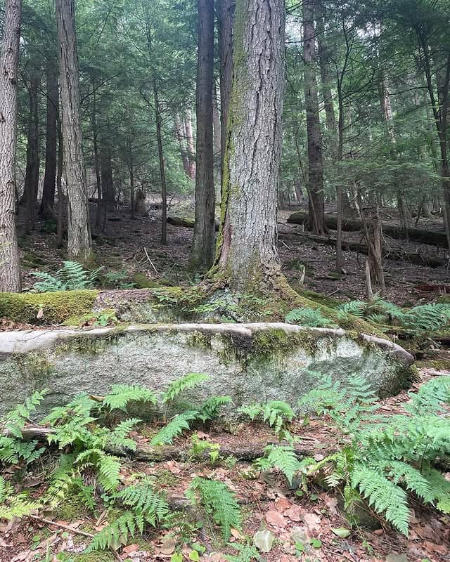 Cook Forest State Park | Northwestern Pennsylvania | Western ...