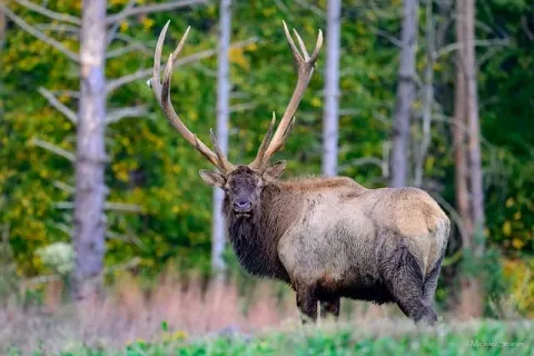 Elk 