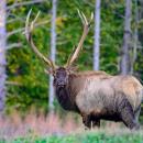 Elk 