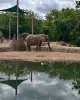 Elephants in Pittsburgh Zoo
